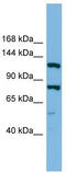 Hypoxia Up-Regulated 1 antibody, TA339043, Origene, Western Blot image 