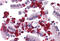 Cysteine And Histidine Rich Domain Containing 1 antibody, MBS246870, MyBioSource, Immunohistochemistry frozen image 