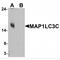 Microtubule Associated Protein 1 Light Chain 3 Gamma antibody, MBS153437, MyBioSource, Western Blot image 