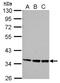 Proline Rich 5 antibody, NBP2-19969, Novus Biologicals, Western Blot image 