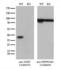 Alcohol Dehydrogenase 5 (Class III), Chi Polypeptide antibody, LS-C794949, Lifespan Biosciences, Western Blot image 