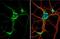 G Protein-Coupled Estrogen Receptor 1 antibody, NBP1-31258, Novus Biologicals, Immunofluorescence image 