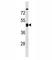 Cyclin B2 antibody, F52193-0.4ML, NSJ Bioreagents, Western Blot image 