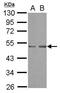 SET Domain Containing 7, Histone Lysine Methyltransferase antibody, PA5-30920, Invitrogen Antibodies, Western Blot image 