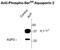 Aquaporin 2 antibody, NBP1-48314, Novus Biologicals, Western Blot image 