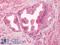 G Protein-Coupled Receptor 55 antibody, LS-A6817, Lifespan Biosciences, Immunohistochemistry frozen image 