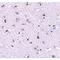 Nanos C2HC-Type Zinc Finger 1 antibody, LS-C53328, Lifespan Biosciences, Immunohistochemistry frozen image 