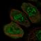 Zinc Finger Protein 543 antibody, NBP1-85122, Novus Biologicals, Immunocytochemistry image 