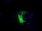 MTOR Associated Protein, Eak-7 Homolog antibody, MA5-25070, Invitrogen Antibodies, Immunocytochemistry image 