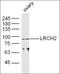 NIMA Related Kinase 9 antibody, orb1402, Biorbyt, Western Blot image 