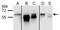 Staufen Double-Stranded RNA Binding Protein 1 antibody, GTX106566, GeneTex, Immunoprecipitation image 