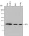 Basic Transcription Factor 3 antibody, PA5-47771, Invitrogen Antibodies, Western Blot image 
