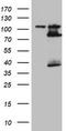 F-Box And WD Repeat Domain Containing 7 antibody, LS-C336759, Lifespan Biosciences, Western Blot image 