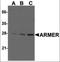 ADP Ribosylation Factor Like GTPase 6 Interacting Protein 1 antibody, orb86695, Biorbyt, Western Blot image 