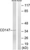 Basigin (Ok Blood Group) antibody, LS-C118872, Lifespan Biosciences, Western Blot image 