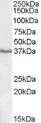 Paraoxonase 1 antibody, NBP1-26401, Novus Biologicals, Western Blot image 