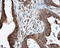 Lipase G, Endothelial Type antibody, LS-C115090, Lifespan Biosciences, Immunohistochemistry paraffin image 