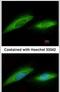 G Protein Subunit Alpha O1 antibody, PA5-30044, Invitrogen Antibodies, Immunofluorescence image 