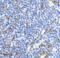 Inducible T Cell Costimulator antibody, 8685, ProSci, Immunohistochemistry frozen image 