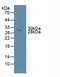 NME/NM23 Nucleoside Diphosphate Kinase 6 antibody, LS-C295666, Lifespan Biosciences, Western Blot image 