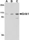 Glutamate Ionotropic Receptor Kainate Type Subunit 1 antibody, LS-B2691, Lifespan Biosciences, Western Blot image 