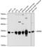 SRP Receptor Subunit Beta antibody, GTX64995, GeneTex, Western Blot image 