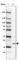 M-Phase Specific PLK1 Interacting Protein antibody, HPA058457, Atlas Antibodies, Western Blot image 