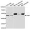 Chitinase Acidic antibody, PA5-76096, Invitrogen Antibodies, Western Blot image 