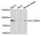 Solute Carrier Family 39 Member 6 antibody, STJ25585, St John