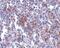 Transmembrane Channel Like 6 antibody, PA5-20505, Invitrogen Antibodies, Immunohistochemistry paraffin image 