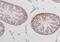 WD Repeat Containing Antisense To TP53 antibody, FNab09523, FineTest, Immunohistochemistry paraffin image 