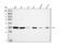 Annexin A4 antibody, A04840-2, Boster Biological Technology, Western Blot image 