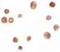 TRNA Methyltransferase 12 Homolog antibody, PA5-21153, Invitrogen Antibodies, Immunocytochemistry image 