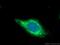 Bleomycin Hydrolase antibody, 14941-1-AP, Proteintech Group, Immunofluorescence image 