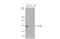 Melanoma Cell Adhesion Molecule antibody, GTX108777, GeneTex, Western Blot image 