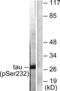 Tyrosine 3-Monooxygenase/Tryptophan 5-Monooxygenase Activation Protein Theta antibody, LS-C291155, Lifespan Biosciences, Western Blot image 