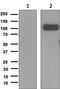 CD276 Molecule antibody, ab134161, Abcam, Western Blot image 