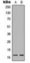 Growth Associated Protein 43 antibody, orb256550, Biorbyt, Western Blot image 