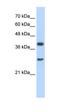 Cytosolic Iron-Sulfur Assembly Component 1 antibody, orb324534, Biorbyt, Western Blot image 