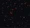 BMI1 Proto-Oncogene, Polycomb Ring Finger antibody, LS-C19577, Lifespan Biosciences, Immunofluorescence image 