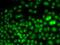 Polycomb Group Ring Finger 6 antibody, 19-841, ProSci, Immunofluorescence image 