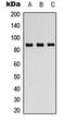 Fibroblast Growth Factor Receptor 4 antibody, LS-C368589, Lifespan Biosciences, Western Blot image 