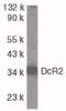 TNF Receptor Superfamily Member 10d antibody, PA5-19896, Invitrogen Antibodies, Western Blot image 