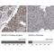 DEAD-Box Helicase 42 antibody, NBP1-87134, Novus Biologicals, Western Blot image 