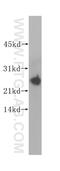 TPD52 Like 1 antibody, 14732-1-AP, Proteintech Group, Western Blot image 