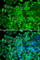 Galactosidase Alpha antibody, A1700, ABclonal Technology, Immunofluorescence image 