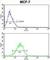 BH3 Interacting Domain Death Agonist antibody, abx027197, Abbexa, Western Blot image 