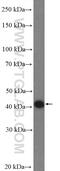 F-Box And WD Repeat Domain Containing 2 antibody, 11499-1-AP, Proteintech Group, Western Blot image 