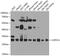 COP9 Signalosome Subunit 7A antibody, 23-463, ProSci, Western Blot image 