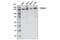 Tripartite Motif Containing 33 antibody, 90051S, Cell Signaling Technology, Western Blot image 